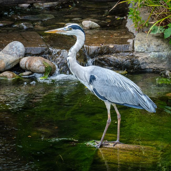 A grey heron standing upright in a shallow pond surrounded by smooth rocks and lush green foliage. The heron has long, slender legs and neck, with a sharp yellow beak and distinctive black markings ab