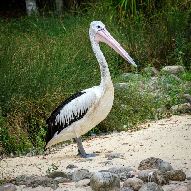 A large pelican with a long, pale pink bill and white plumage stands on a sandy shoreline surrounded by smooth stones and green foliage. Its black wing feathers contrast with the predominantly white b